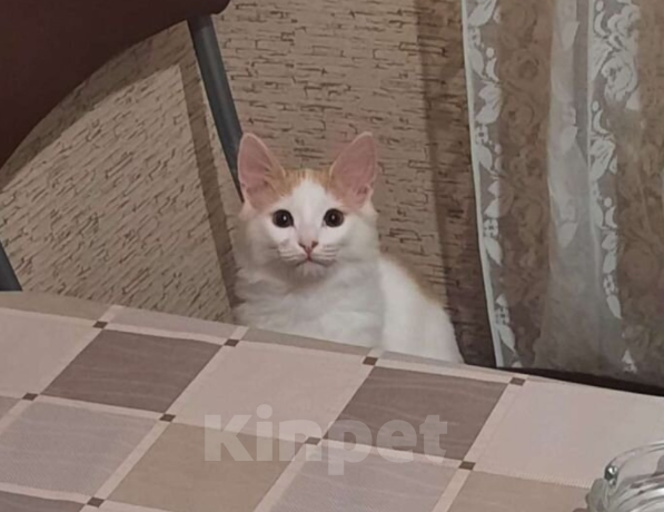 Кошки в Казани: Отдам в добрые руки Девочка, 1 руб. - фото 2