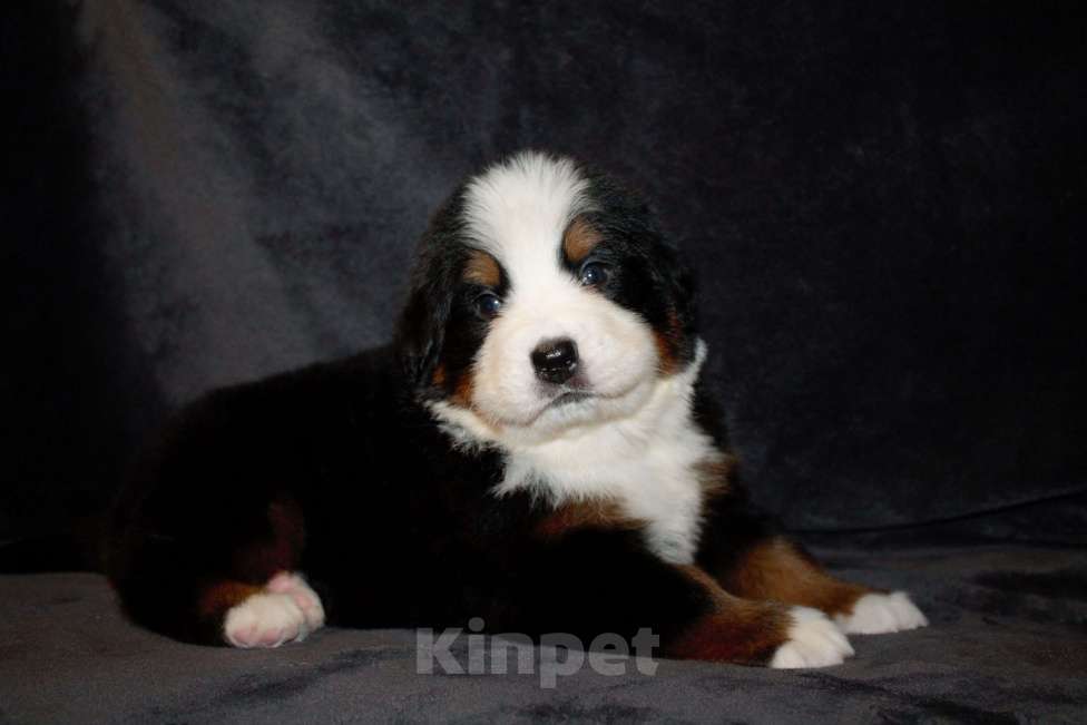Собаки в других городах Московской области: Бернский зенненхунд Мальчик, 110 000 руб. - фото 4