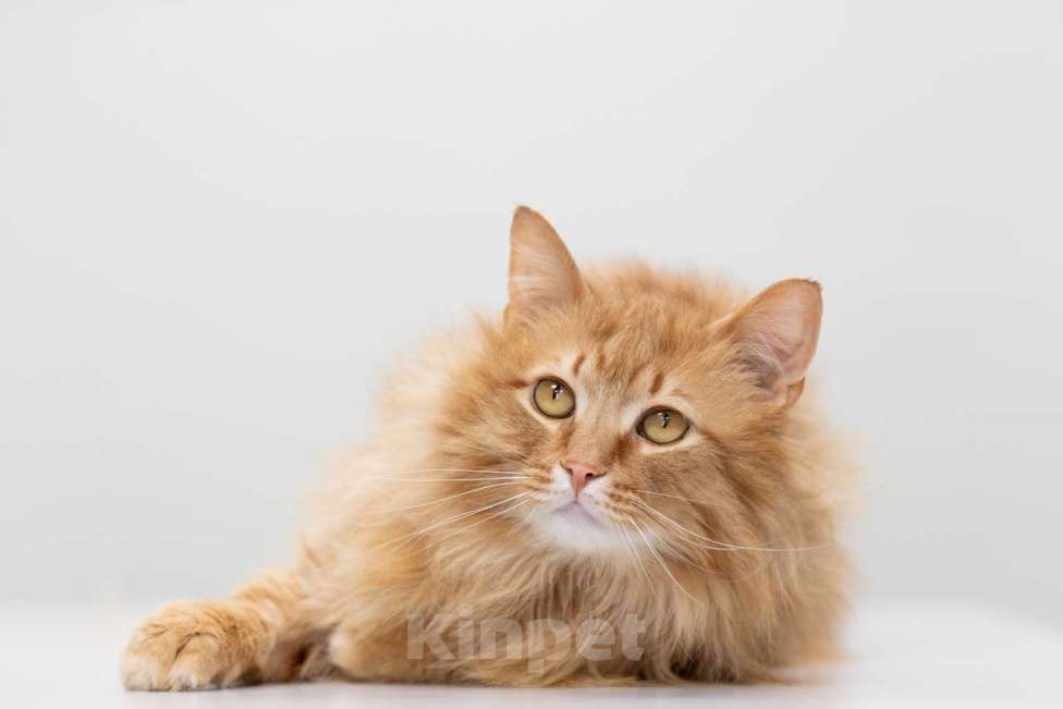 Кошки в Москве: Крыжовник Мальчик, Бесплатно - фото 8