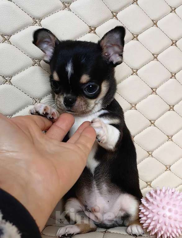 Собаки в Москве: Чихуахуа. Мальчик. Мальчик, 50 000 руб. - фото 4