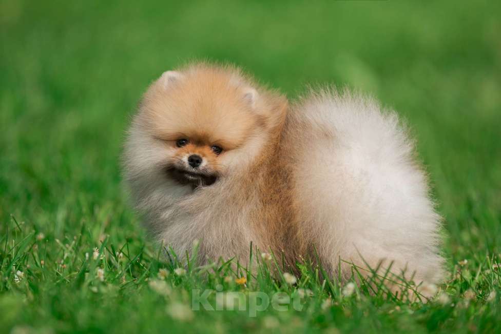 Собаки в Санкт-Петербурге: Марлекс Кларк Кент Мальчик, 75 000 руб. - фото 10