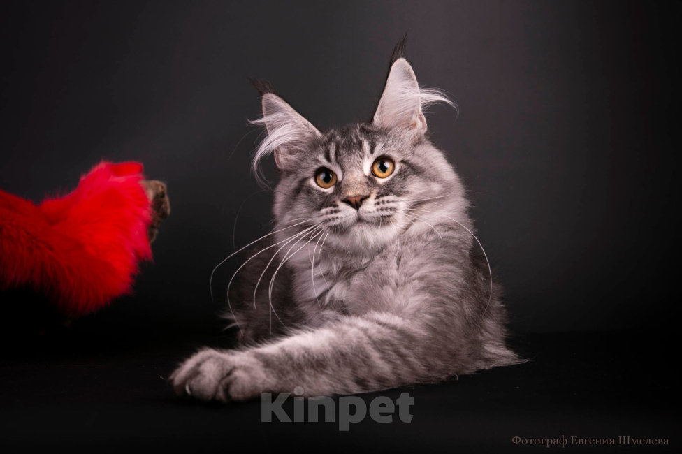 Кошки в Санкт-Петербурге: Котенок мейн-кун Мальчик, 60 000 руб. - фото 5