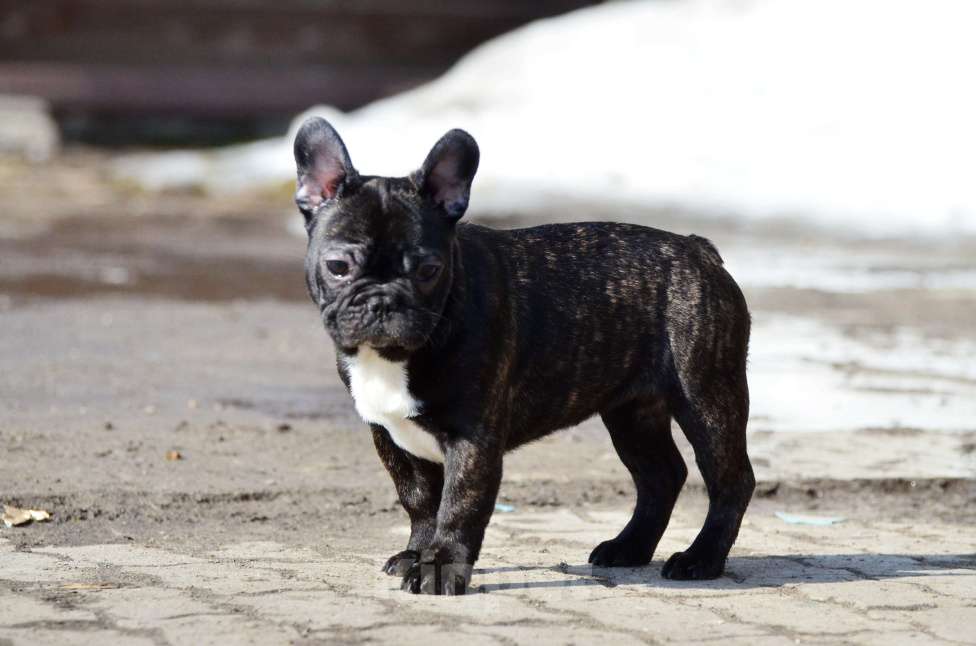 Собаки в Старом Купавне: Юная красотка Девочка, 50 000 руб. - фото 4