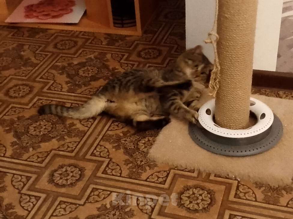 Кошки в Москве: Полосатик в добрые руки Девочка, Бесплатно - фото 5