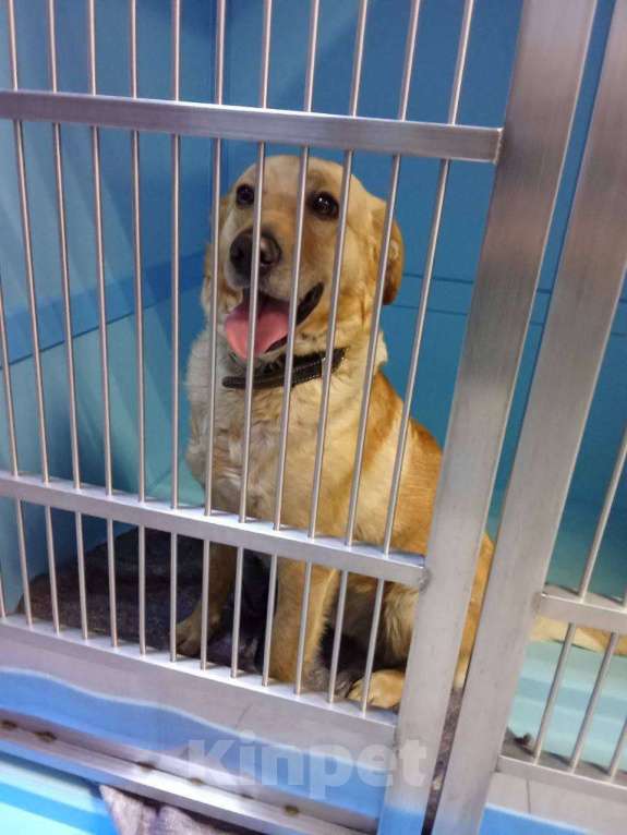 Собаки в Москве: Его спасли с промзоны, чтобы он нашел любящую семью Мальчик, Бесплатно - фото 5