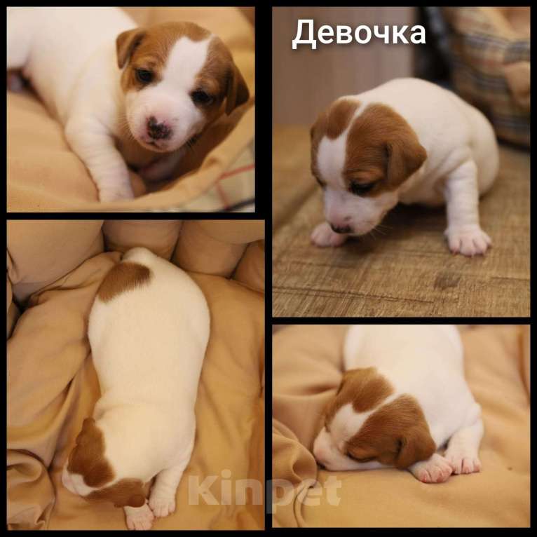 Собаки в других городах Московской области: Щенки джек-рассела по низкой цене Девочка, 20 000 руб. - фото 1