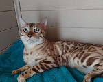 Кошки в Москве: Бенгальский кот Мальчик, Бесплатно - фото 4