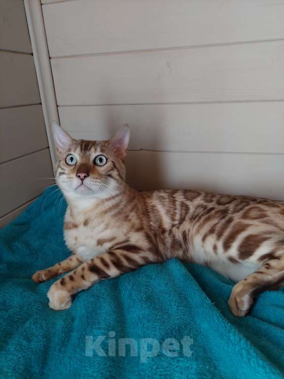 Кошки в Москве: Бенгальский кот Мальчик, Бесплатно - фото 4