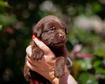 Собаки в Челябинске: Шоколадный малыш, серый ошейник лабрадор-ретривер 1 месяц  Мальчик, 40 000 руб. - фото 3
