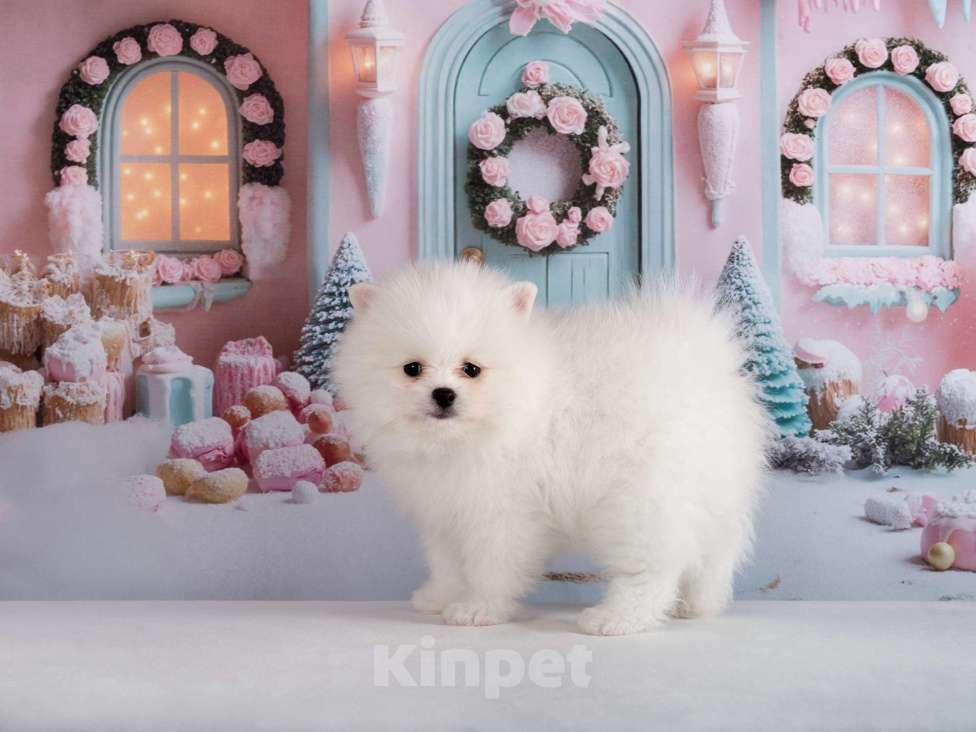 Собаки в Москве: Немецкий шпиц, щенок Мальчик, 75 000 руб. - фото 2