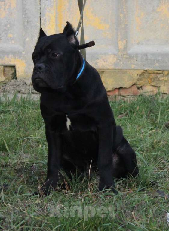 Собаки в Армавире: Мальчик кане Корсо Мальчик, 45 000 руб. - фото 3