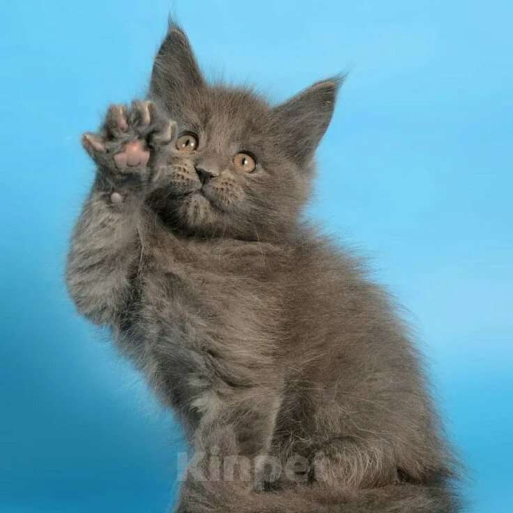 Кошки в Химках: Мейнкун котята классика Мальчик, 25 000 руб. - фото 1