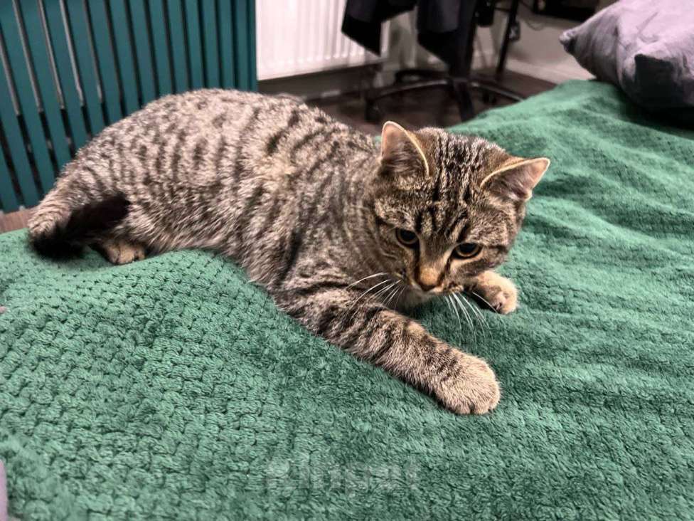 Кошки в Москве: Малыш Квант Мальчик, Бесплатно - фото 9