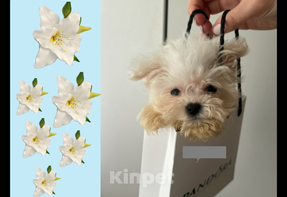 Собаки в Москве: Мальтипу малыши🥰 Девочка, 40 000 руб. - фото 2