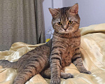 Кошки в Ангарске: Кот шотландец на вязку, 2 000 руб. - фото 2
