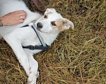 Собаки в Москве: Белые щенки — метисы бордер-колли в дар, Бесплатно - фото 4