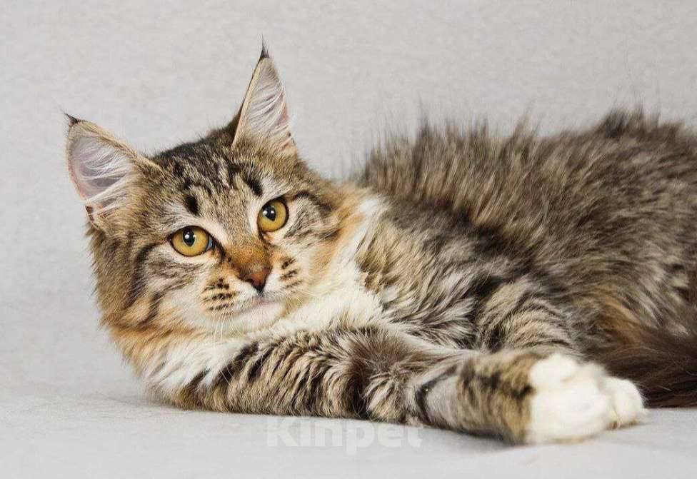 Кошки в Москве: Пушистая Бурка, кошка вашей мечты, у нас. Ждет вас. Девочка, Бесплатно - фото 1