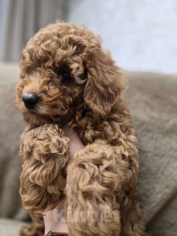 Собаки в Реутове: Той-пудель щенок Девочка, 90 000 руб. - фото 4