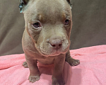 Собаки в Краснодаре: Продается американский буллит  Девочка, 50 000 руб. - фото 3