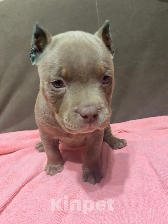 Собаки в Краснодаре: Продается американский буллит  Девочка, 50 000 руб. - фото 3