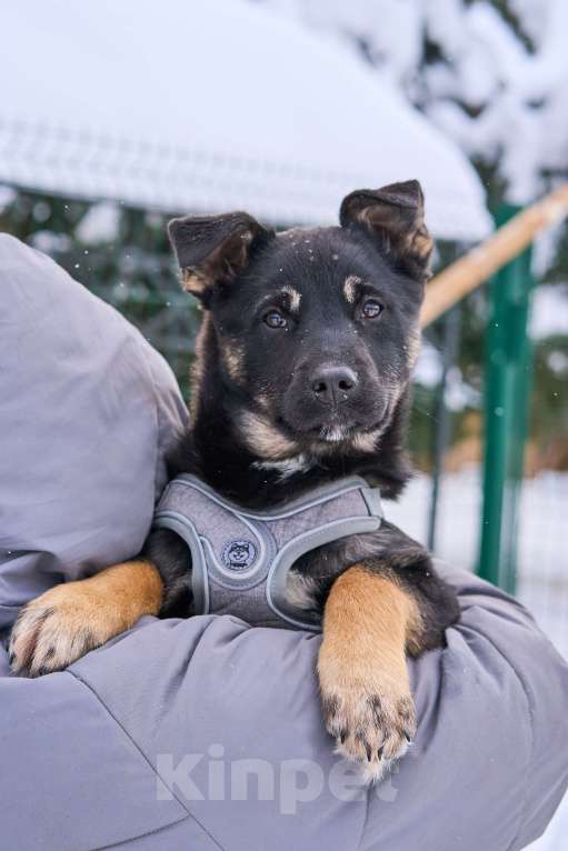 Собаки в Москве: Щенок Берта в добрые руки Девочка, Бесплатно - фото 3