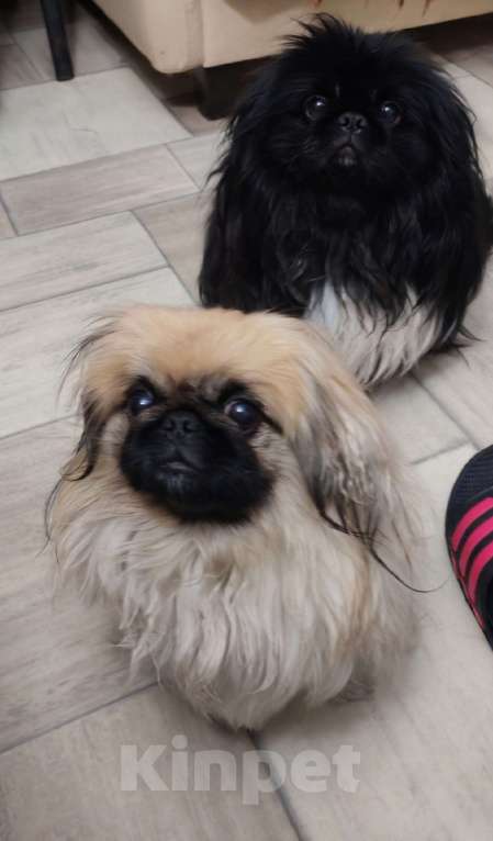 Собаки в Кургане: Щенок пекинеса Мальчик, 18 000 руб. - фото 6