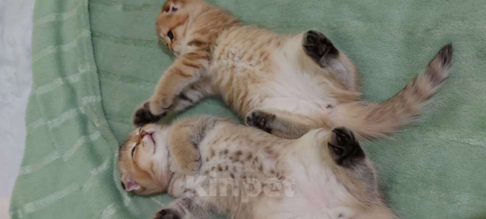 Кошки в Санкт-Петербурге: Шотландский вислоухй Мальчик, 30 000 руб. - фото 8