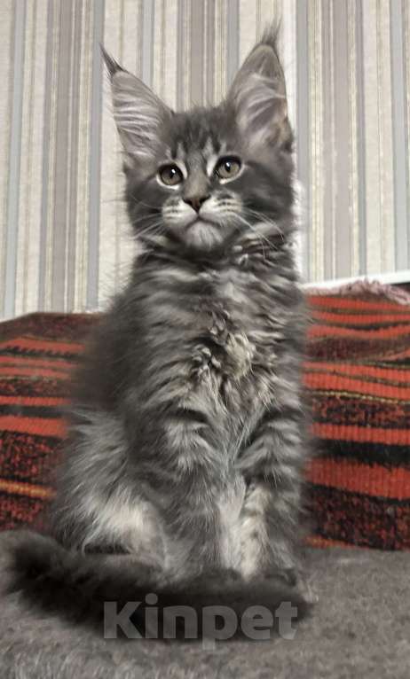 Кошки в Твери: мейн кун от чемпионов породы Мальчик, 40 000 руб. - фото 4