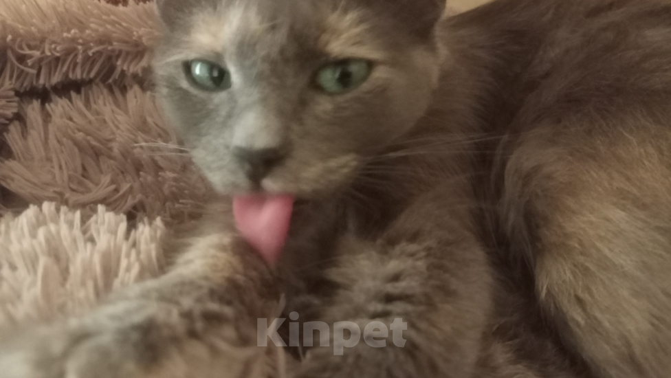 Кошки в Королеве: котенок Серафима в добрые руки Девочка, Бесплатно - фото 4