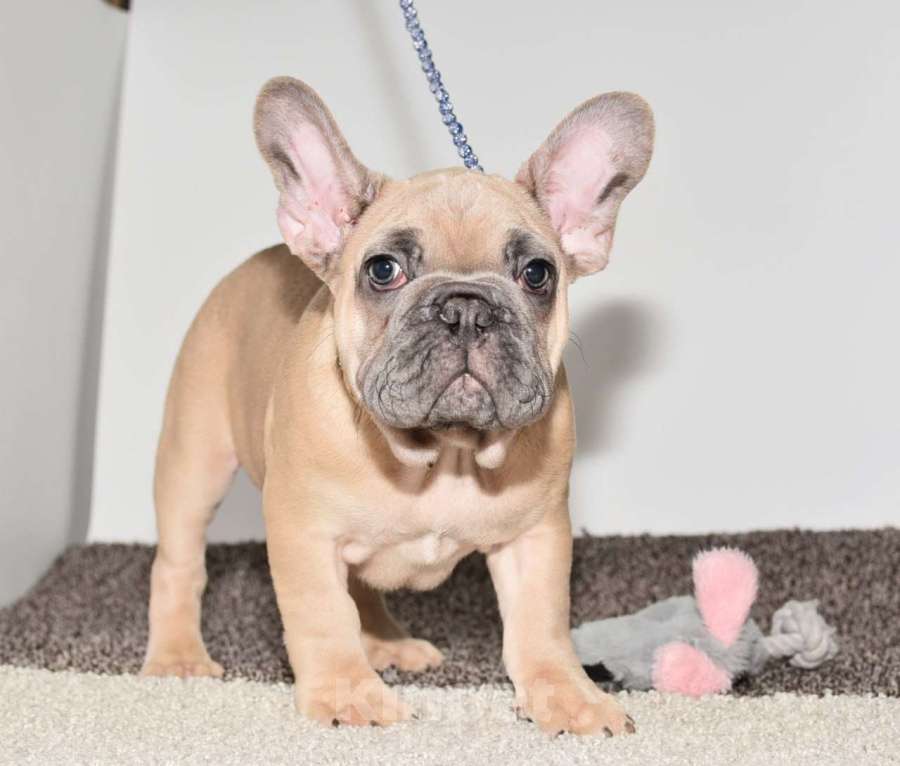 Собаки в Москве: Мальчик палевоголубой Мальчик, 50 000 руб. - фото 2