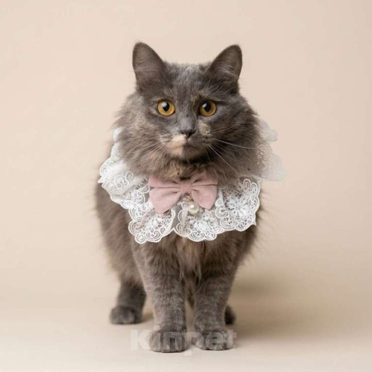 Кошки в Москве: кошка Хлоя в добрые руки Девочка, Бесплатно - фото 5