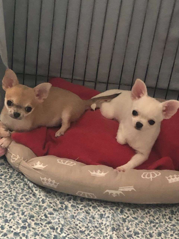 Собаки в Лобне: Чихуахуа мальчик Мальчик, 60 000 руб. - фото 2