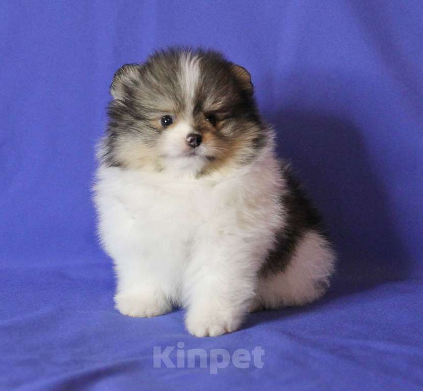 Собаки в Люберцах: Красивый щенок шпица Мальчик, 30 000 руб. - фото 1