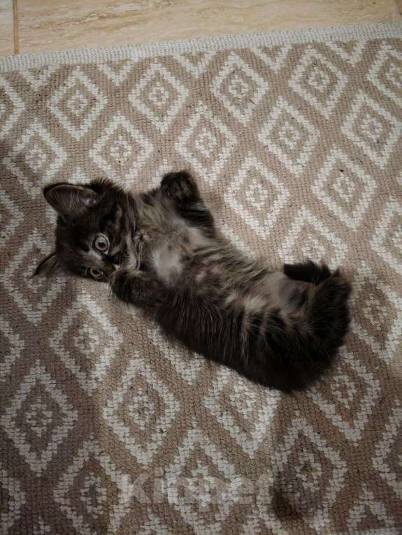 Кошки в Москве: Пушистик Девочка, Бесплатно - фото 5