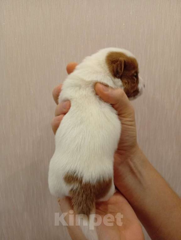 Собаки в Дмитрове: Мальчик Мальчик, 30 000 руб. - фото 2