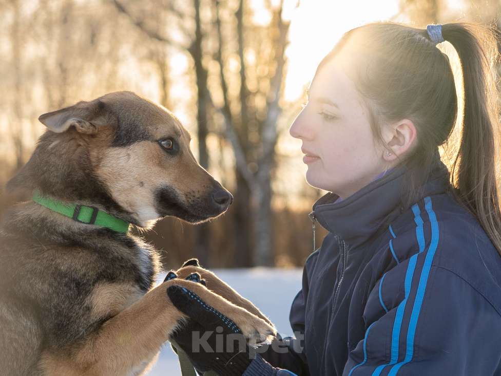 Собаки в Москве: Дина небольшая собака-компаньон. Девочка, Бесплатно - фото 7