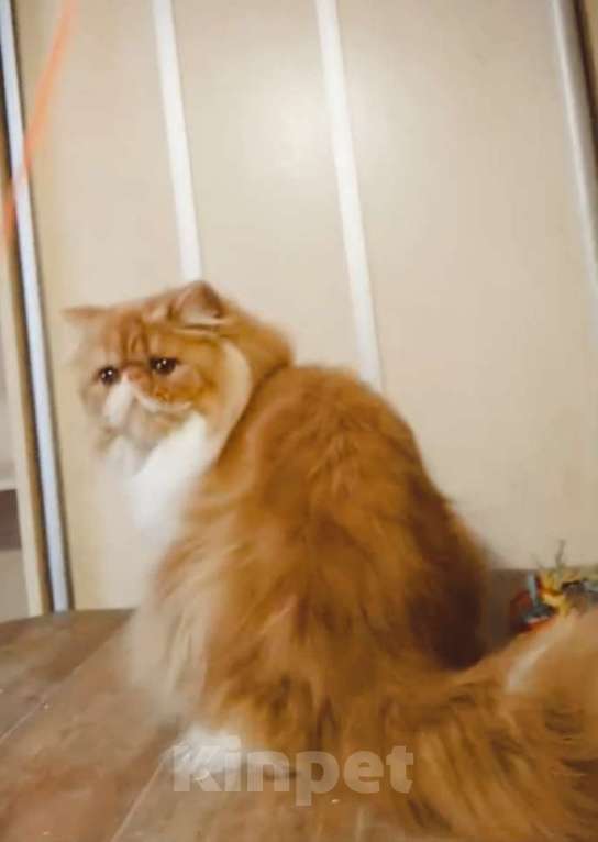 Кошки в Новосибирске: Персидский котик  Мальчик, 50 000 руб. - фото 3