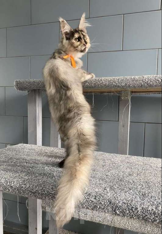 Кошки в других городах Московской области: Красотка мейн кун из питомника с документами Девочка, 50 000 руб. - фото 2