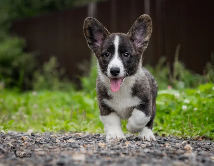 Собаки в других городах Московской области: Янто Мальчик, 50 000 руб. - фото 5