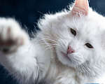 Кошки в Москве: Белоснежный красавец, домашний котик Ченя ищет дом Мальчик, Бесплатно - фото 5