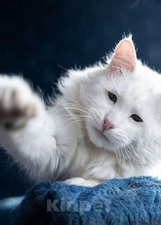 Кошки в Москве: Белоснежный красавец, домашний котик Ченя ищет дом Мальчик, Бесплатно - фото 5