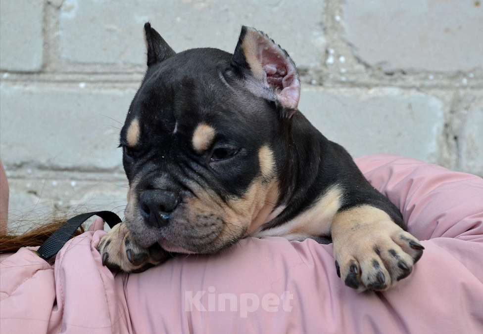 Собаки в Москве: Мальчик Американский булли микро формата Мальчик, Бесплатно - фото 3