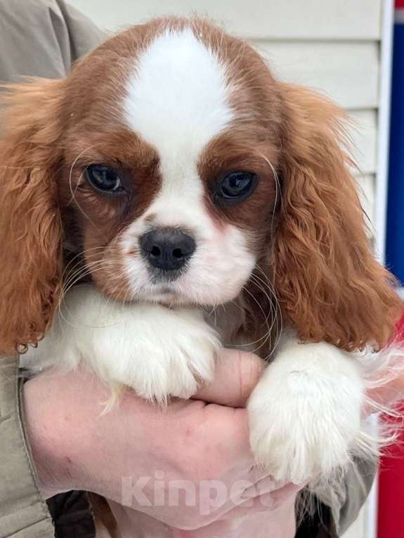 Собаки в Санкт-Петербурге: БЕСТ ИЛРЕАН ИЛЬСУРА Девочка, 230 000 руб. - фото 4