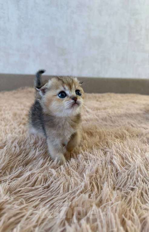 Кошки в Самаре: Шотландские котята (золотая шиншилла) Разнополые, 25 000 руб. - фото 7