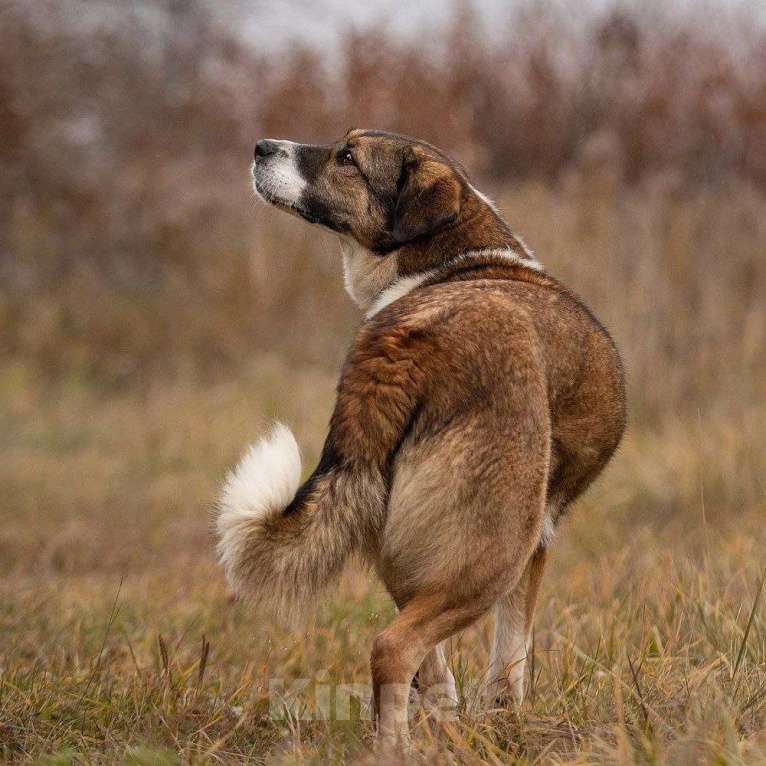 Собаки в Королеве: В поисках дома Берта. Девочка, Бесплатно - фото 3