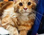 Кошки в Москве: Котята Мейн-кун Мальчик, 40 000 руб. - фото 2