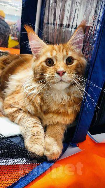 Кошки в Москве: Котята Мейн-кун Мальчик, 40 000 руб. - фото 2