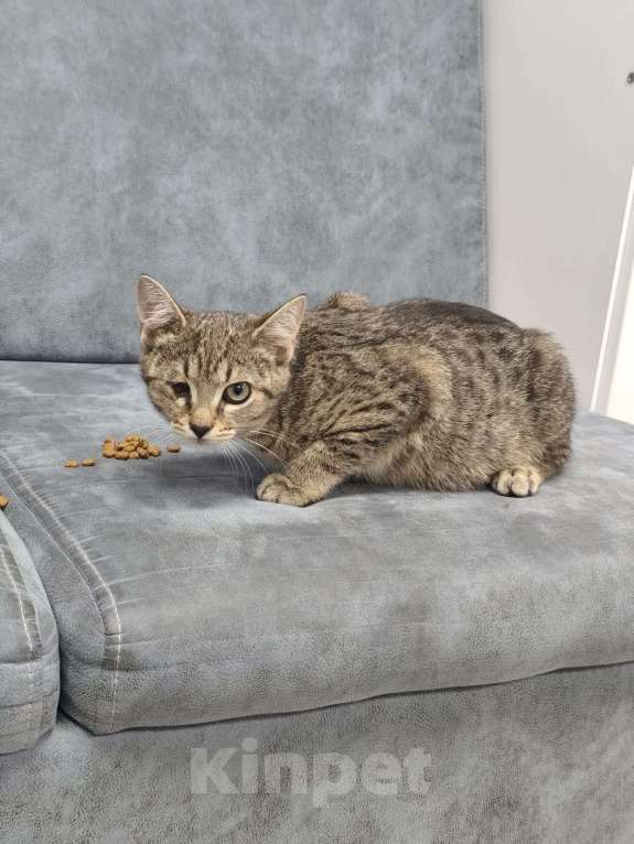 Кошки в Симферополе: Клео - малышка с особенностью Девочка, Бесплатно - фото 2