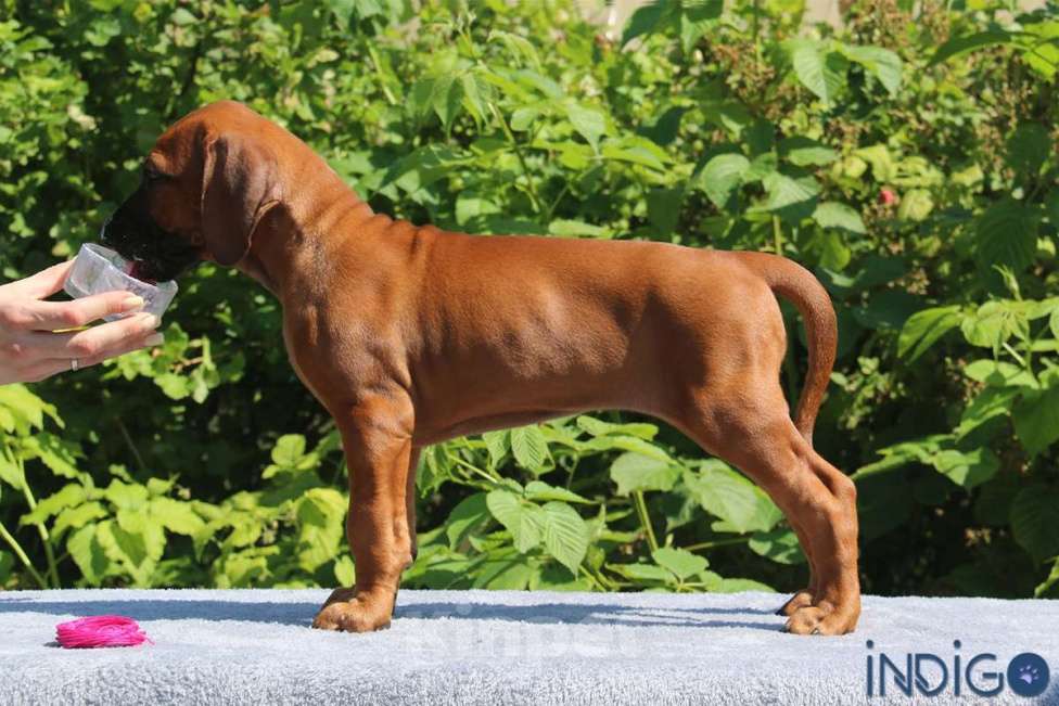 Собаки в Санкт-Петербурге: Породный питомник. Родезийский риджбек щенок девочка. Девочка, 50 000 руб. - фото 3