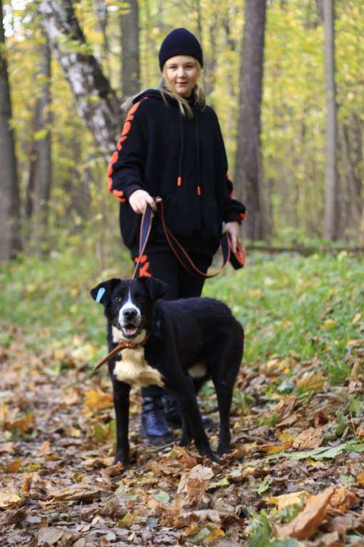 Собаки в Москве: Молодой и нежный Лука ждет семью Мальчик, Бесплатно - фото 2